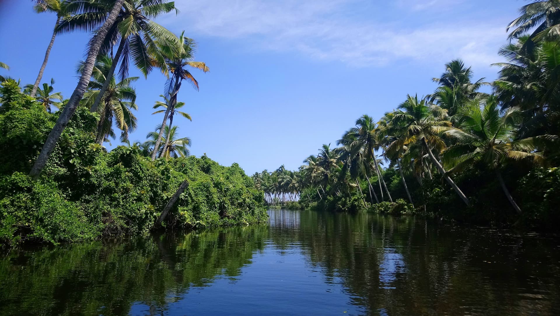 adventour - India - Kerala backwaters trees