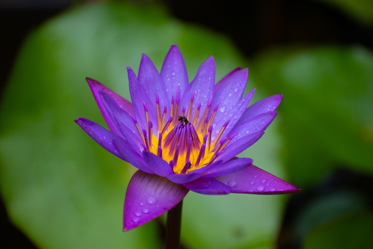 adventour - India - Kerala water lily