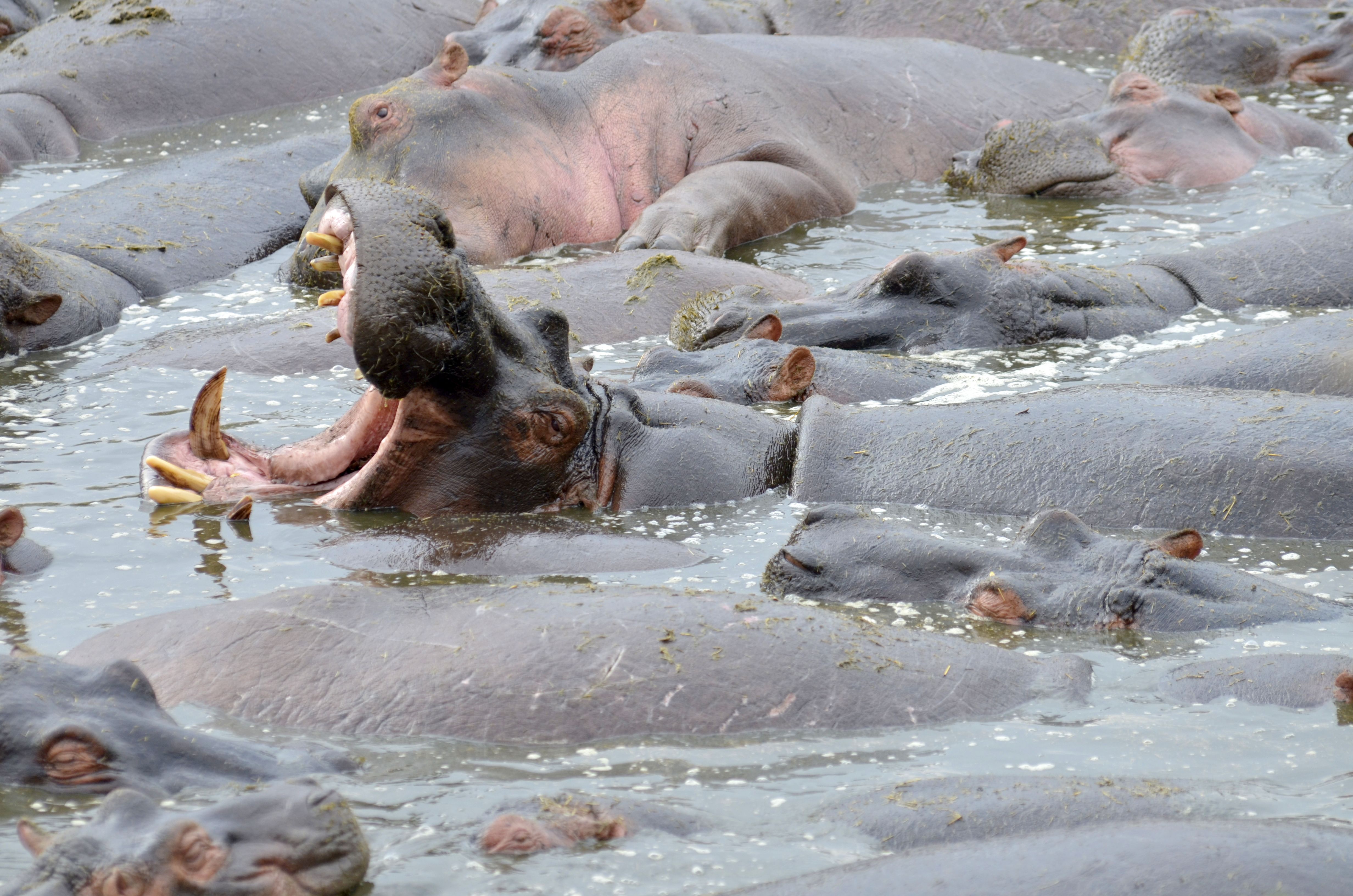Africa - safari - ippopotami