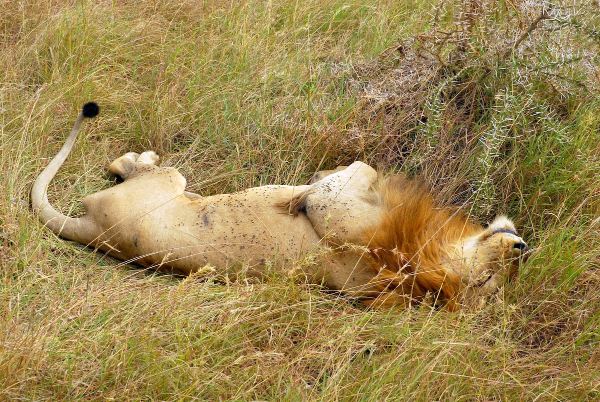 Africa - safari - leone che dorme