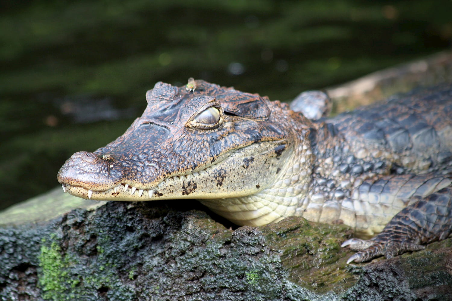Adventour - Costa Rica - tortuguero - crocodile