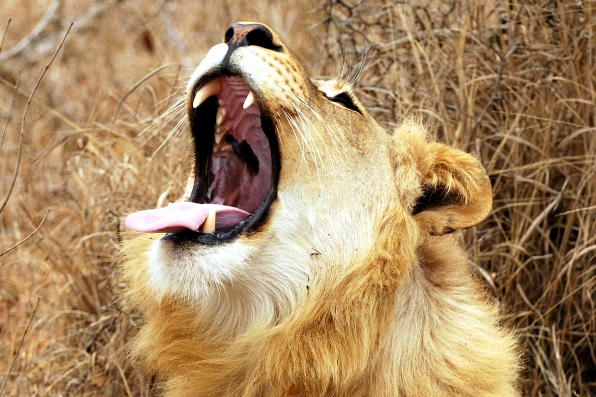 Sudafrica - Kruger - leone