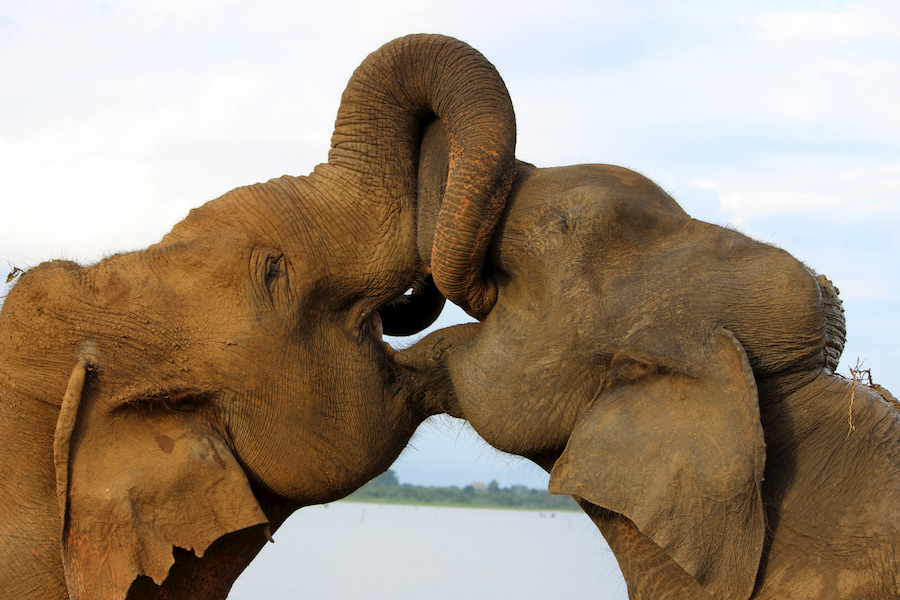 Adventour - Sri Lanka - elefanti