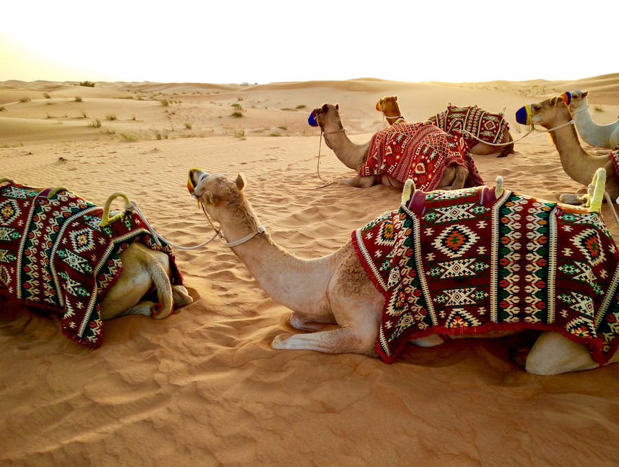 Adventour - UAE - Dubai safari deserto