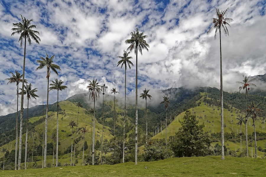 Adventour - Colombia - Cocora - palme